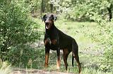 DOBERMANN 846